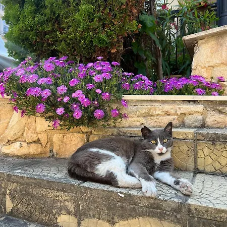 公寓 Dreams 索佐波尔