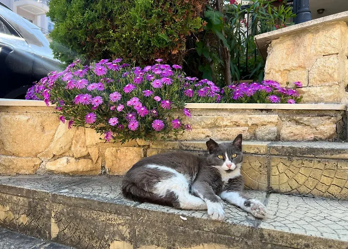 Apartment Dreams Sosopol